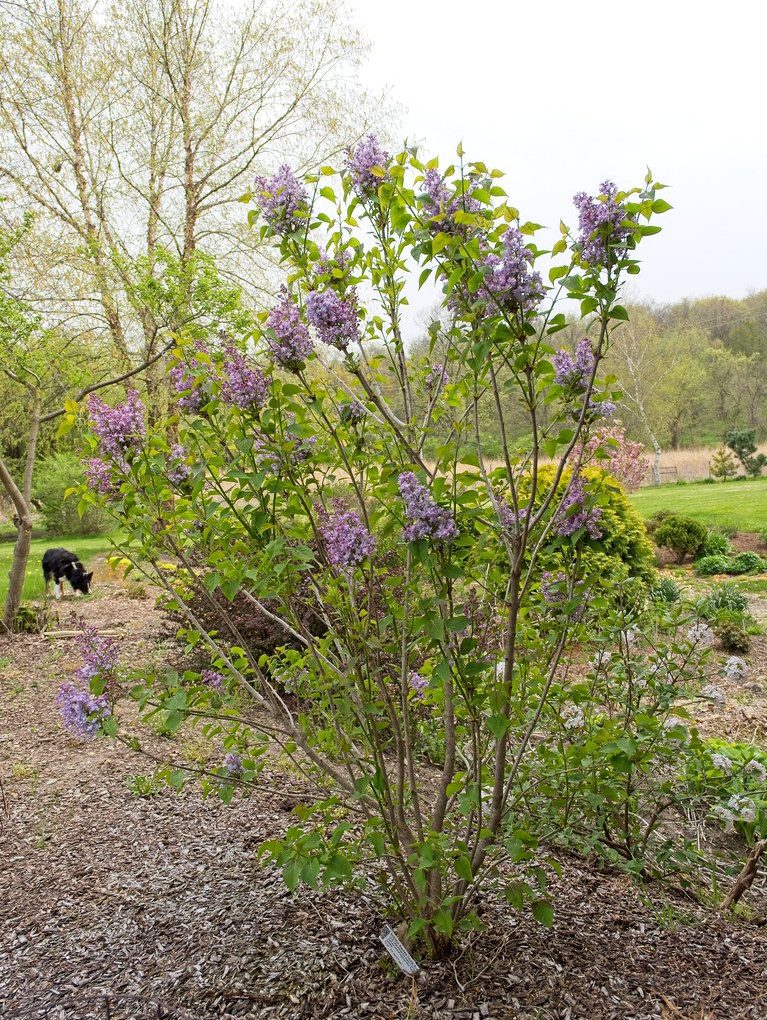 Syringa x hyacinthiflora Scentara Double Blue (Scentara Double Blue Lilac)