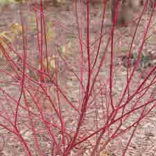 Alternative view of Cornus alba 'Verpaalen2' (Sgt. Pepper Dogwood)