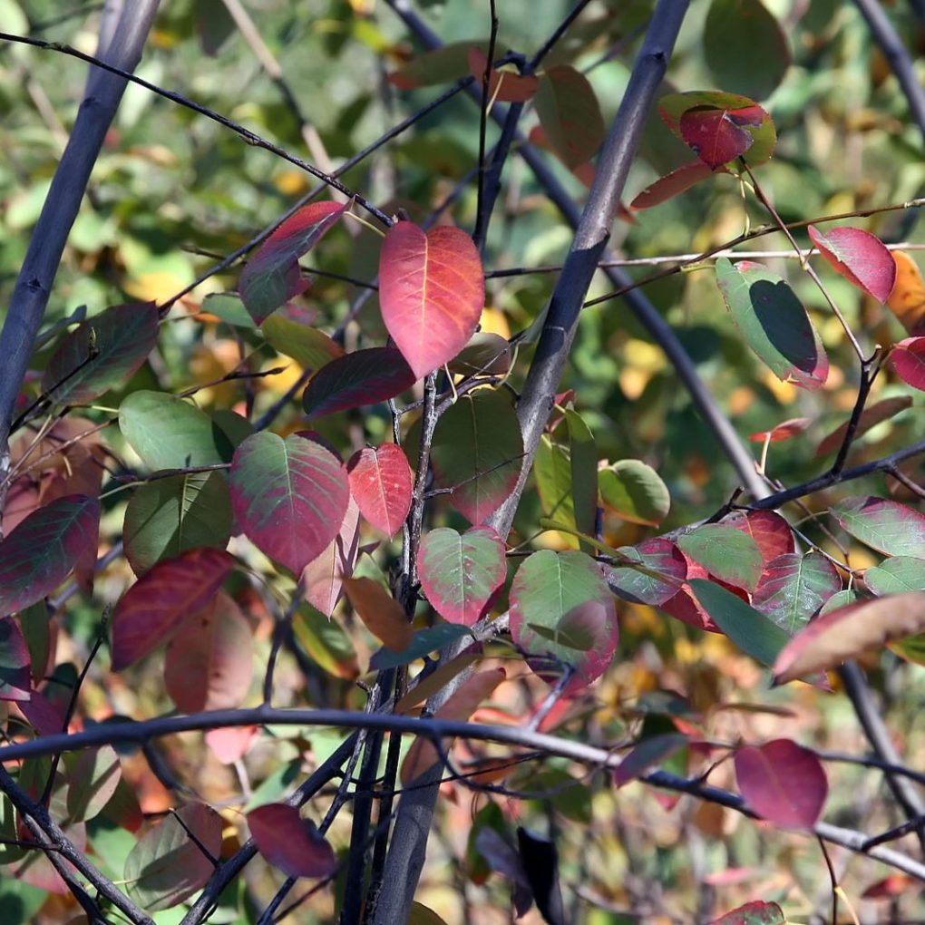 Amelanchier x. g. Autumn Brilliance (shrub- Autumn Brilliance Serviceberry)