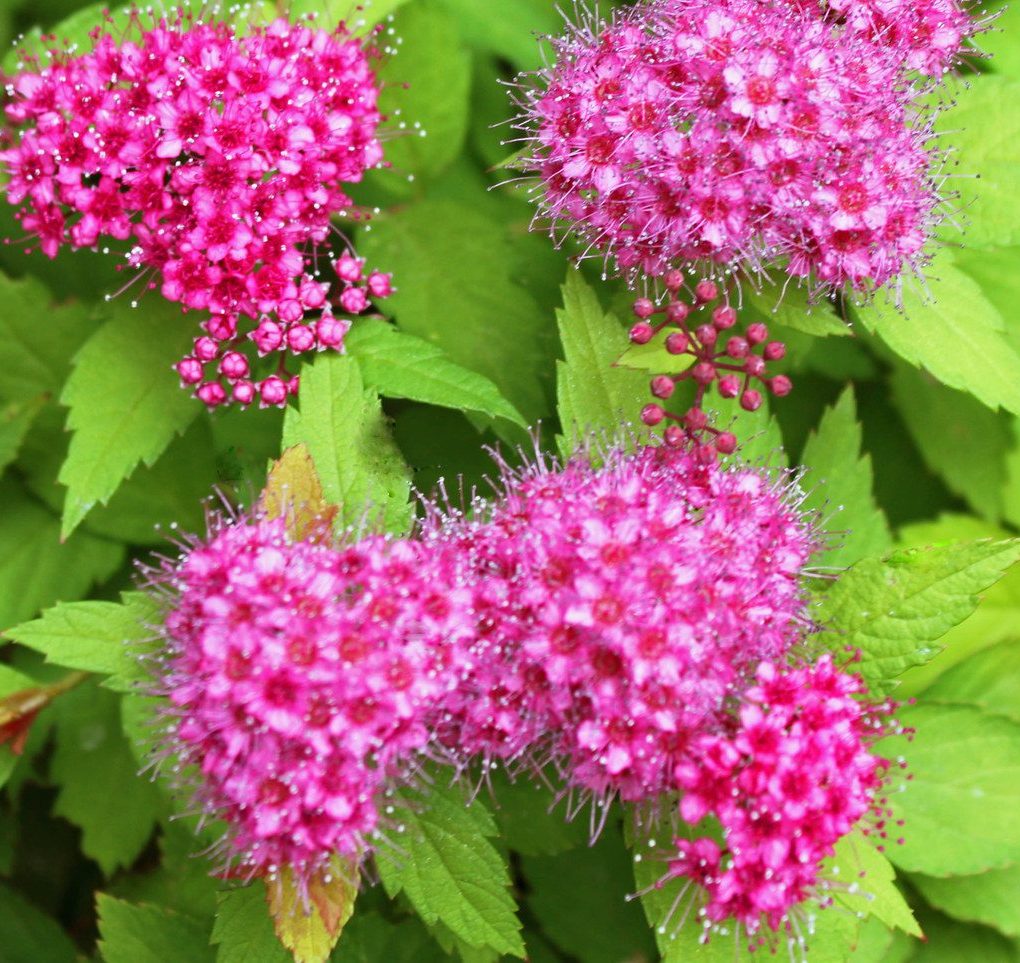 Spiraea j. Magic Carpet (Magic Carpet Spiraea)