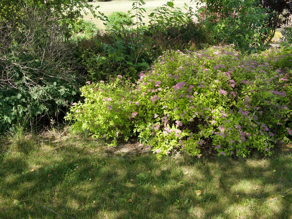 Spiraea japonica 'Goldmound' Goldmound Spiraea