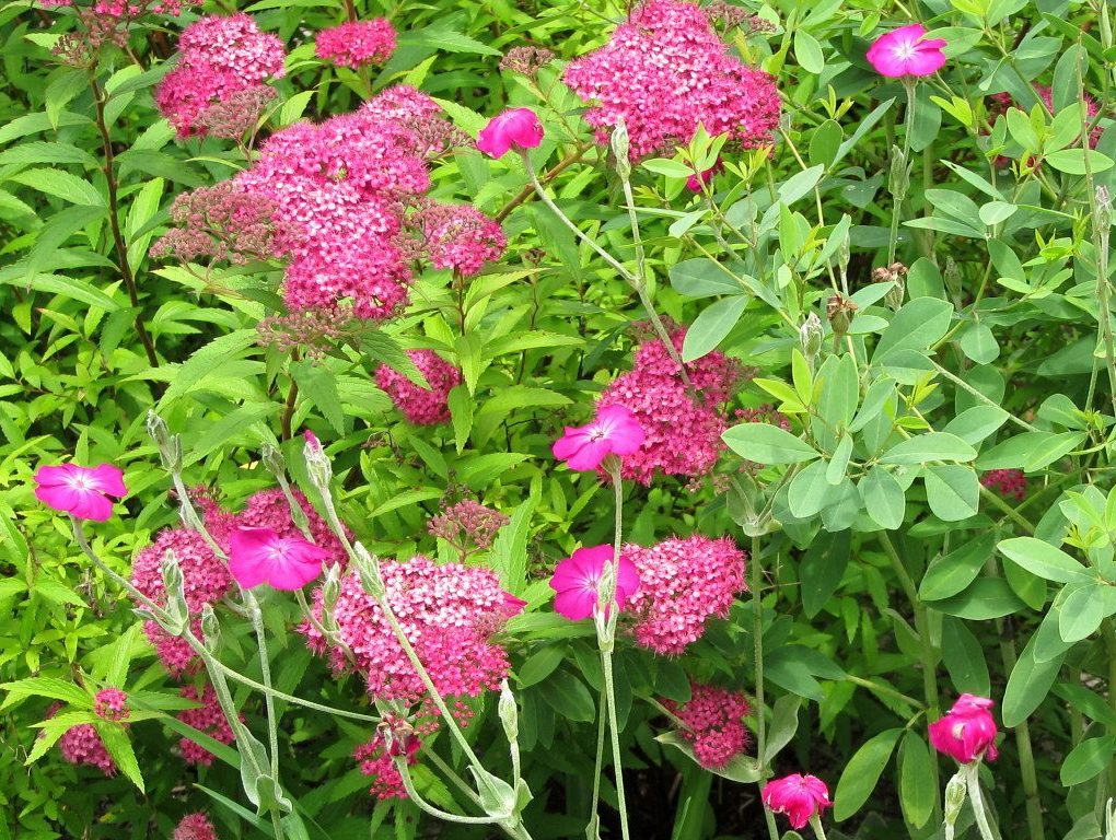 Spiraea japonica Neon Flash (Neon Flash Spiraea)