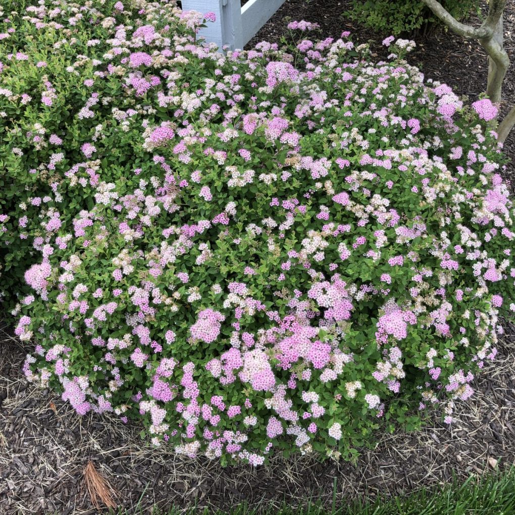 Spiraea japonica Poprocks Petite (Poprocks Petite Spirea)