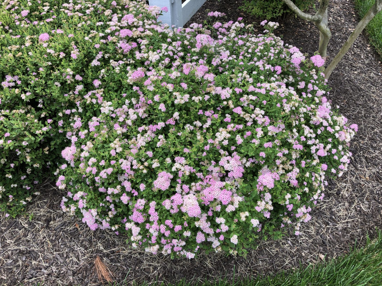Spiraea japonica Poprocks Petite (Poprocks Petite Spirea)