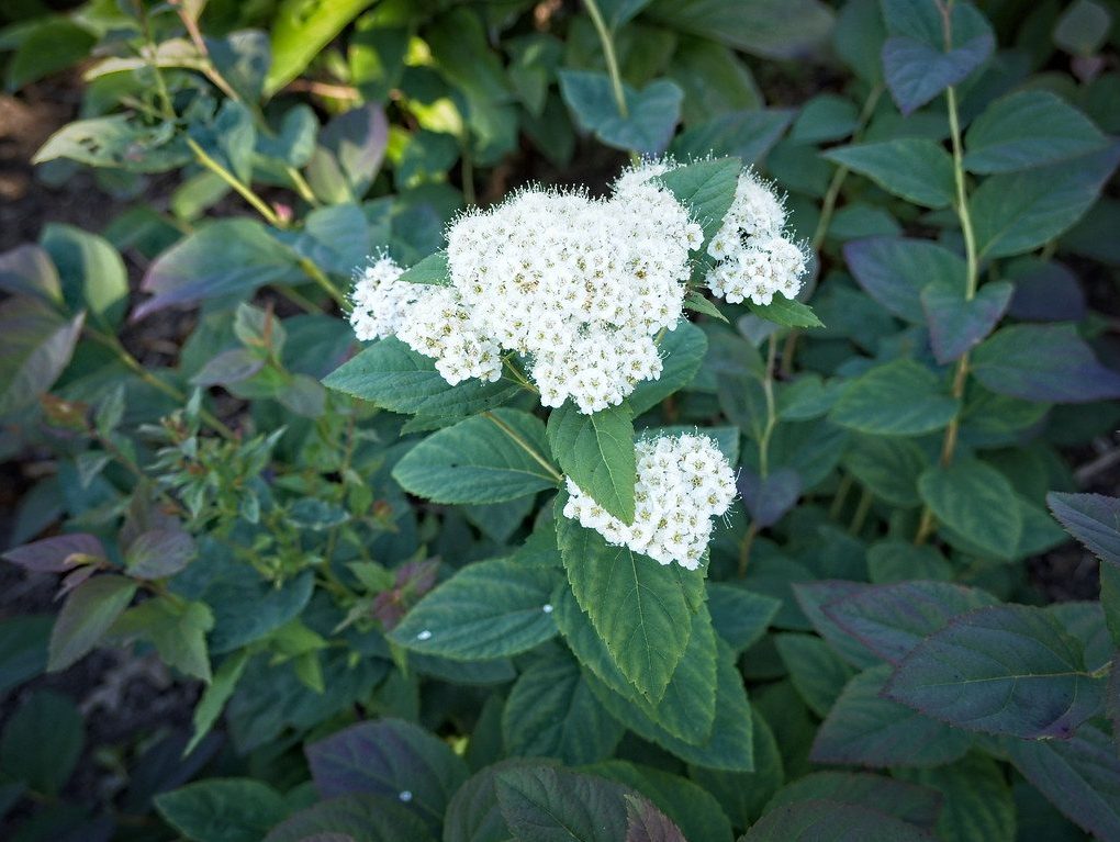 Spiraea media Double Play 'Blue Kazoo' Spirea