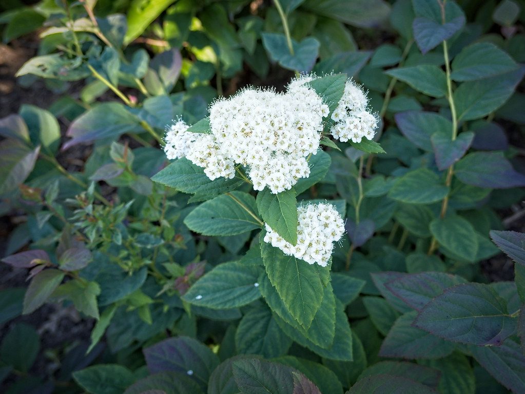 Spiraea media Double Play 'Blue Kazoo' Spirea