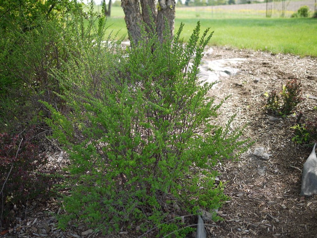 Spiraea nipponica 'Snowmound' (Snowmound Spirea)