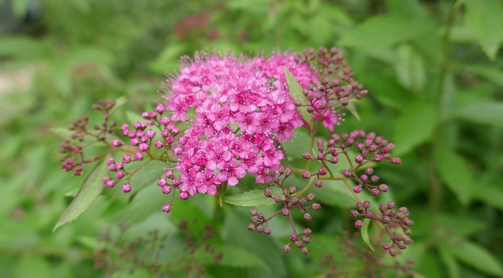 Spiraea x. bumalda Anthony Waterer (Anthony Waterer Spiraea)