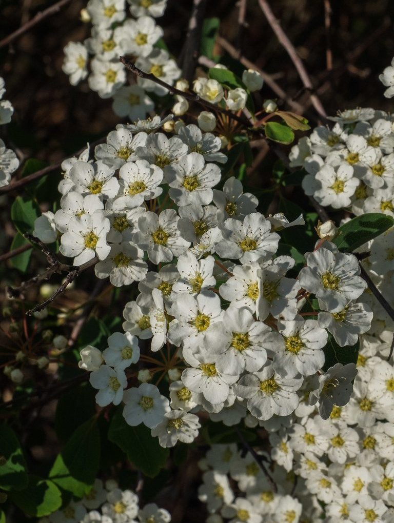 Spiraea x. vanhouttei (Vanhoutte Spiraea)