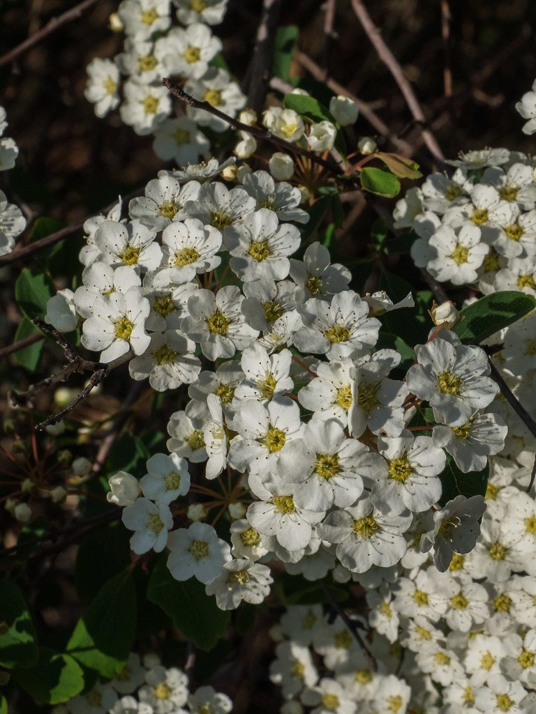 Spiraea x. vanhouttei (Vanhoutte Spiraea)