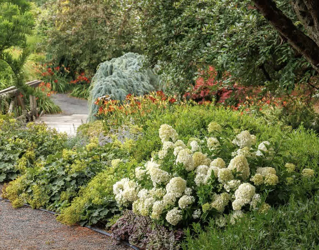 Alternative view of Hydrangea paniculata 'SMHPCW' (Strawberry Shake Hydrangea)