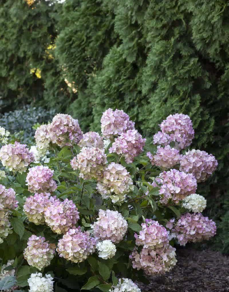 Hydrangea paniculata 'SMHPCW' (Strawberry Shake Hydrangea)