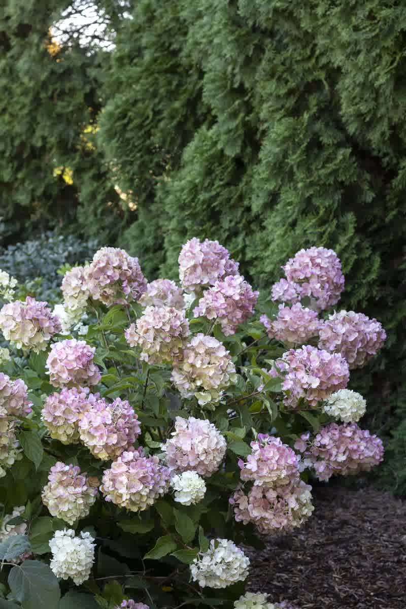Hydrangea paniculata 'SMHPCW' (Strawberry Shake Hydrangea)
