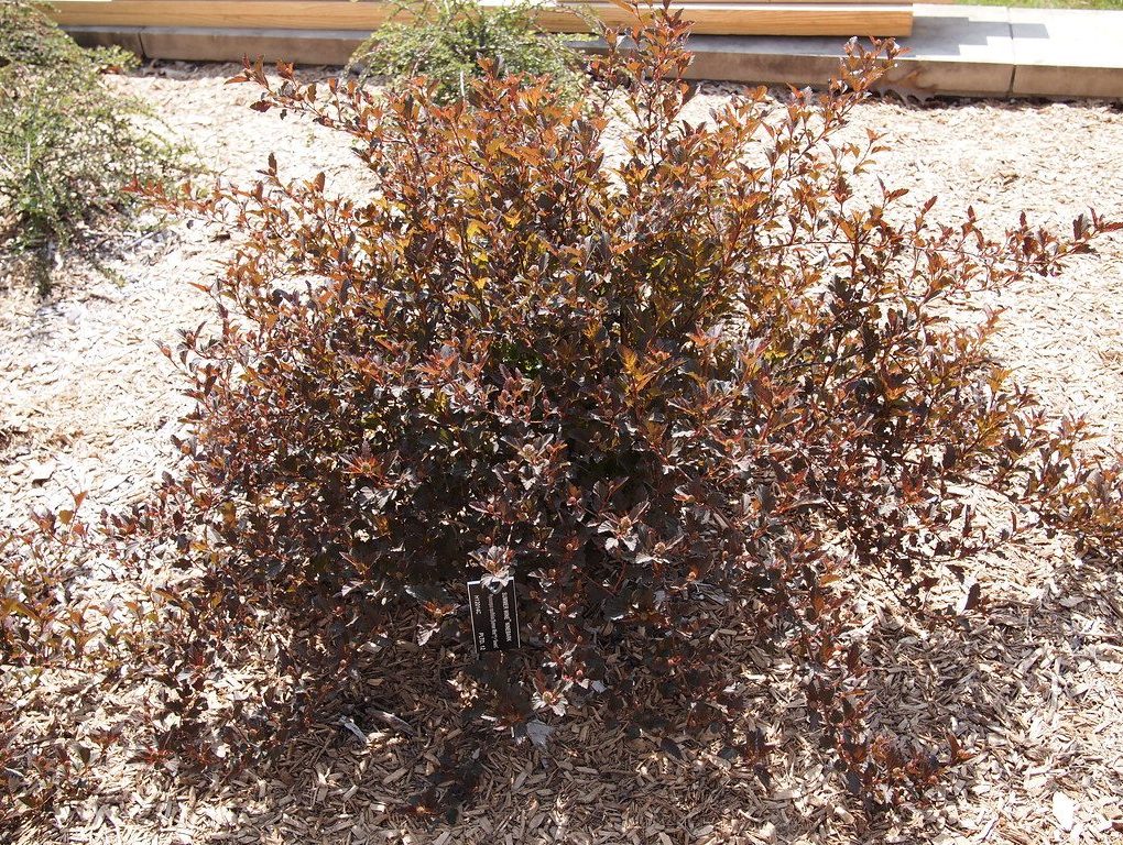 Physocarpus opulifolius 'Seward' (Summer Wine Ninebark)