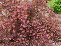 Alternative view of Physocarpus opulifolius 'Seward' (Summer Wine Ninebark)