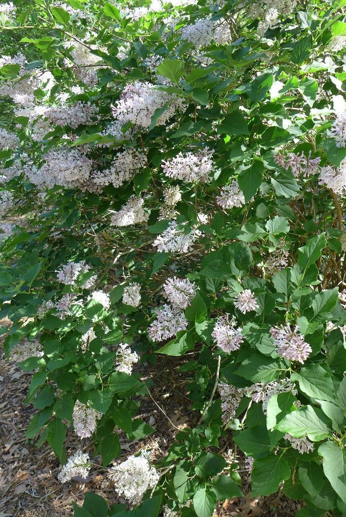 Syringa pubescens patula 'Miss Kim' Miss Kim Lilac