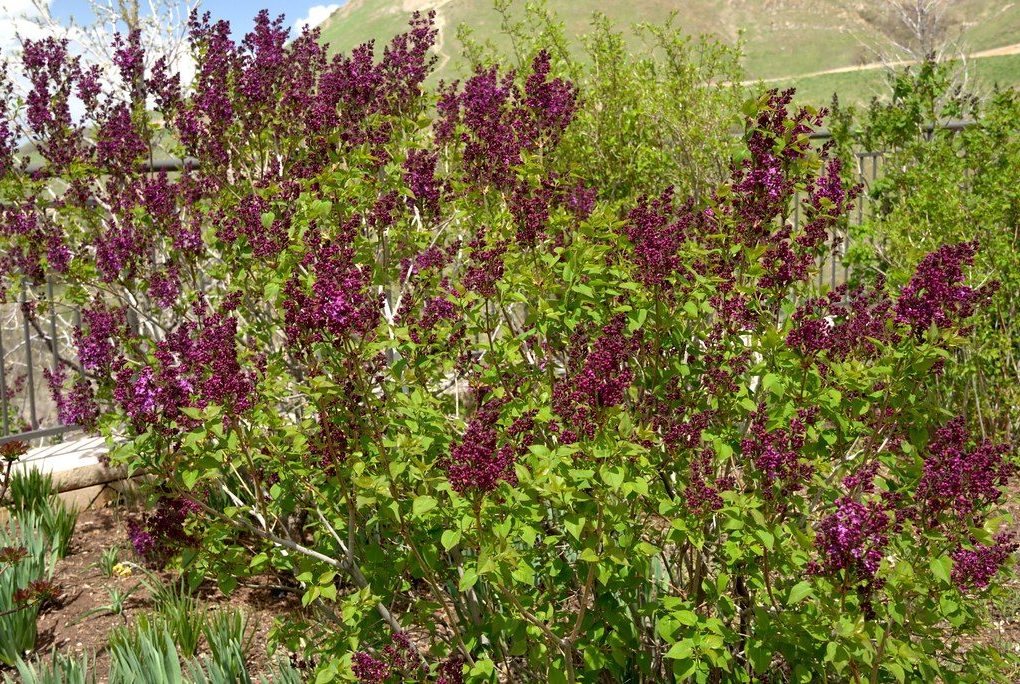 Syringa v. Yankee Doodle (Yankee Doodle Lilac)