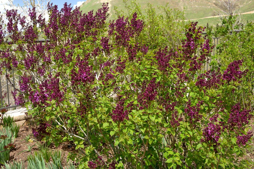 Syringa v. Yankee Doodle (Yankee Doodle Lilac)