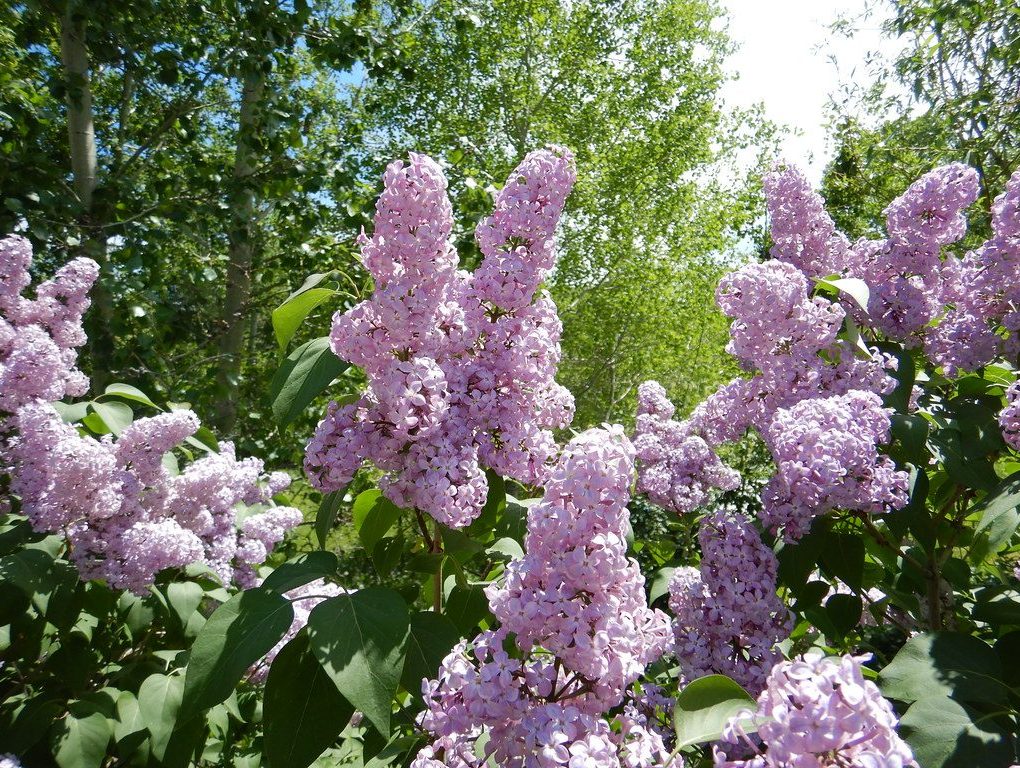 Syringa vulgaris (Common Lilac)