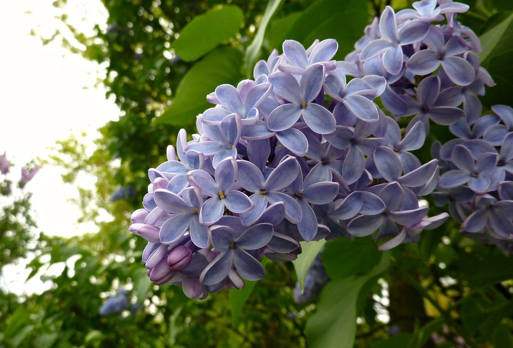 Syringa vulgaris 'President Lincoln' Lilac