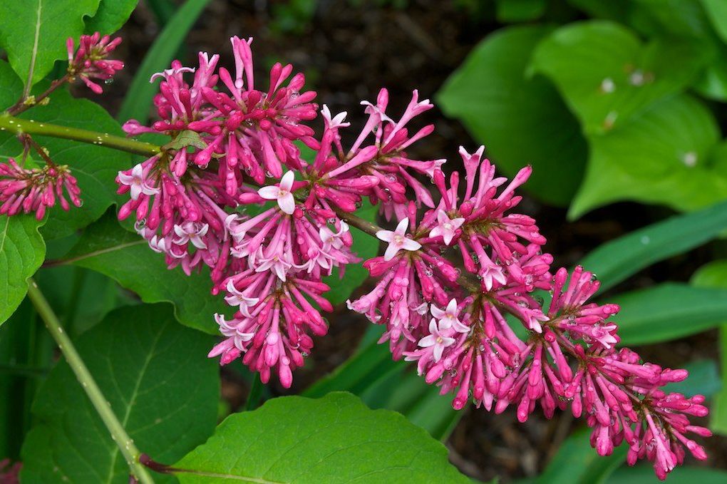 Syringa x prestoniae 'Miss Canada' Lilac