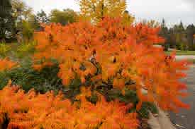 Rhus typhina 'Bailtiger' (Tiger Eyes Sumac) - Image 4