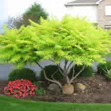 Rhus typhina 'Bailtiger' (Tiger Eyes Sumac) - Image 3