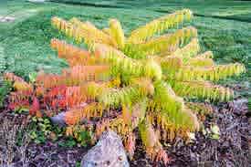Rhus typhina 'Bailtiger' (Tiger Eyes Sumac) - Image 2
