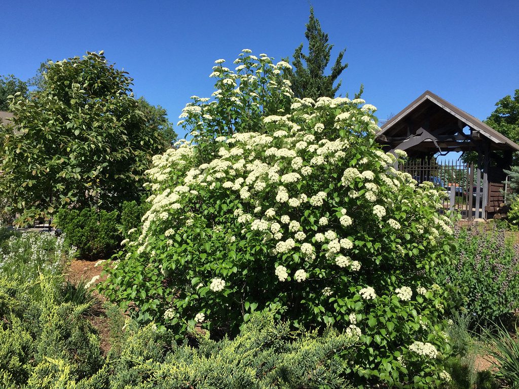 Viburnum dent. Blue Muffin (Blue Muffin Viburnum)
