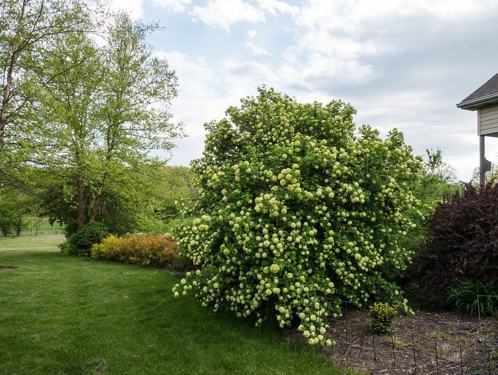 Viburnum opulus 'Roseum' (European Cranberry Bush)