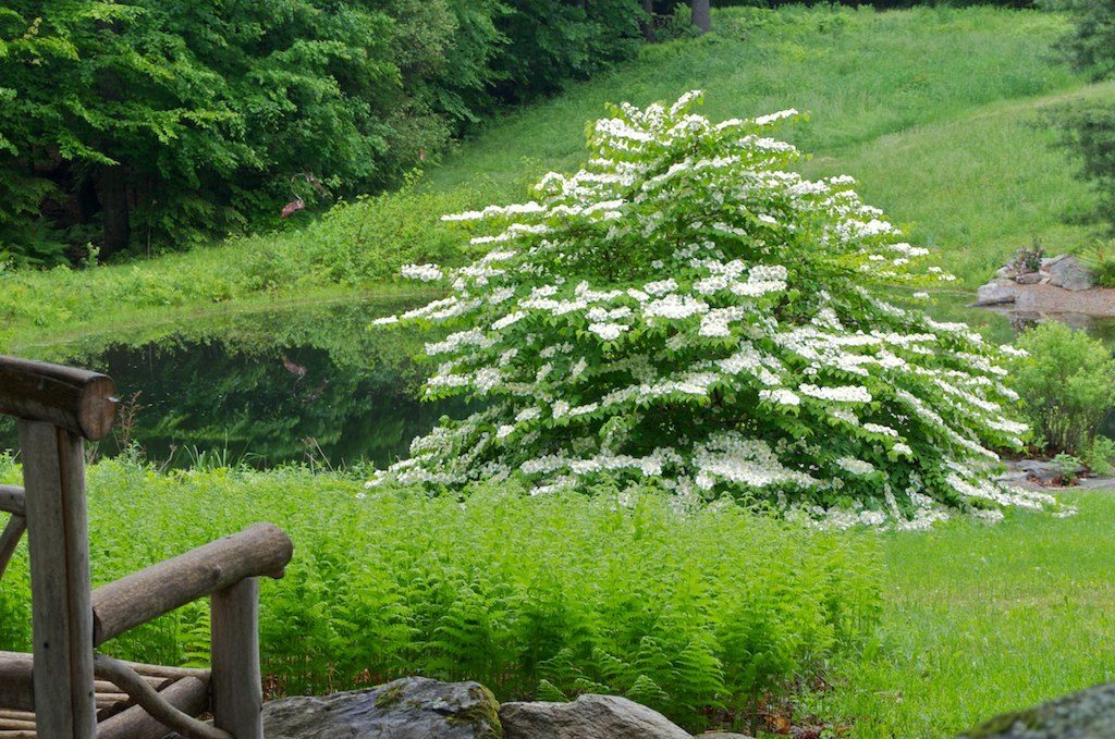 Viburnum p. Mariesii (Doublefile Viburnum)