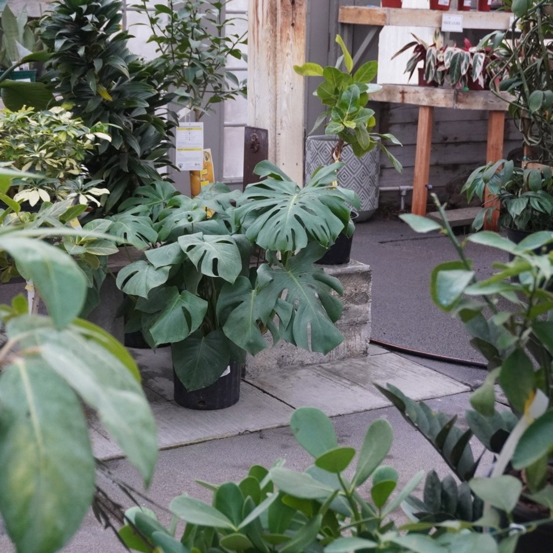 Greenhouse Flow - August 6th