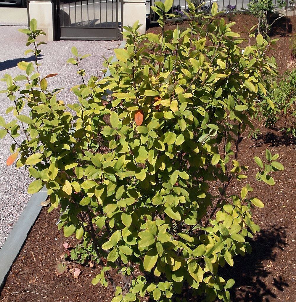 Amelanchier c. Rainbow Pillar (shrub- Rainbow Pillar Serviceberry)