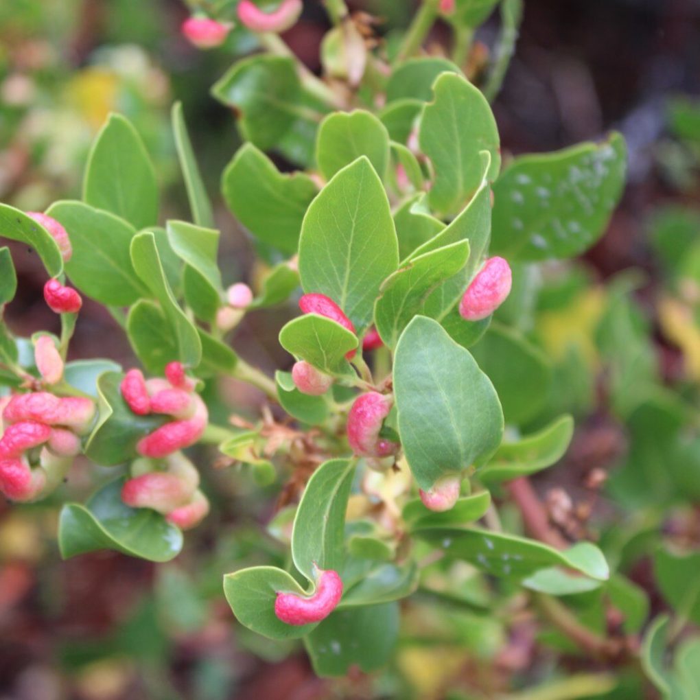 Arctostaphylos patula (Greenleaf Manzanita)
