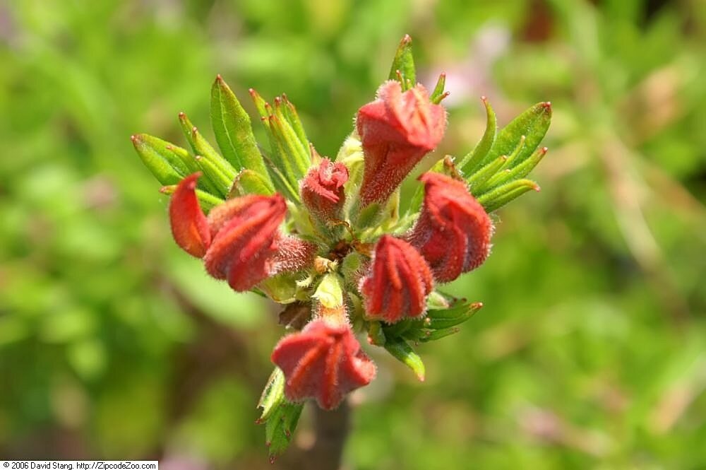 Azalea Mandarin Lights (Mandarin Lights Azalea)