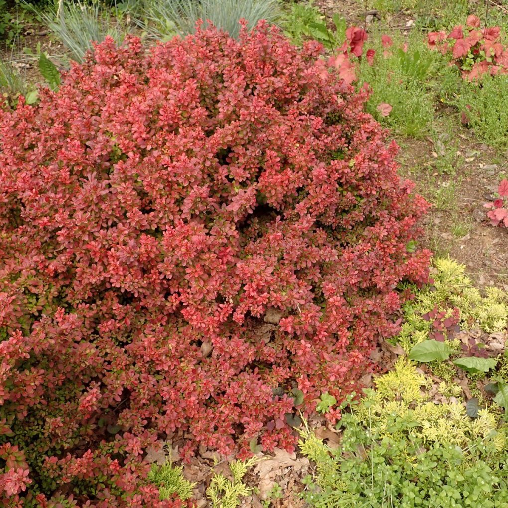 Berberis t. Admiration (Admiration Barberry)