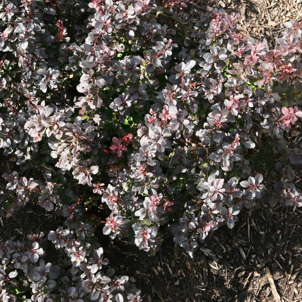 Berberis t. Concorde (Concorde Barberry)