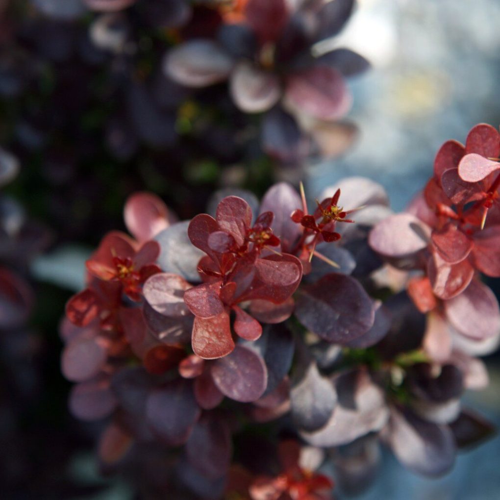 Berberis t. Helmond's Pillar (Helmond's Pillar Barberry)