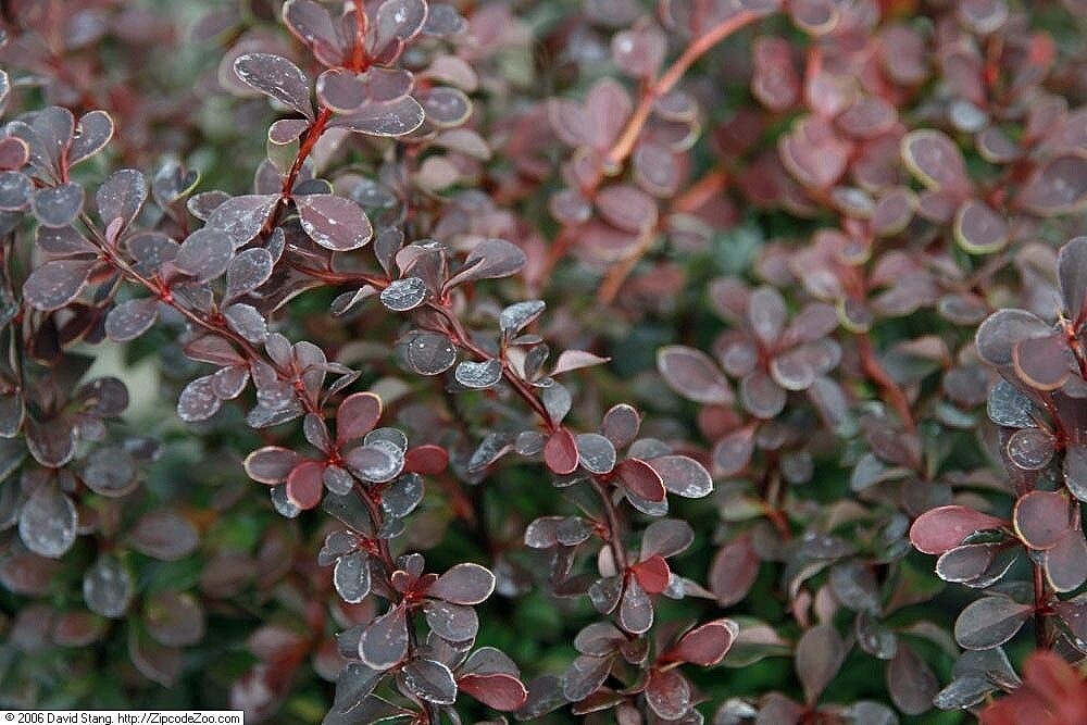 Berberis t. Royal Burgundy (Royal Burgundy Barberry)