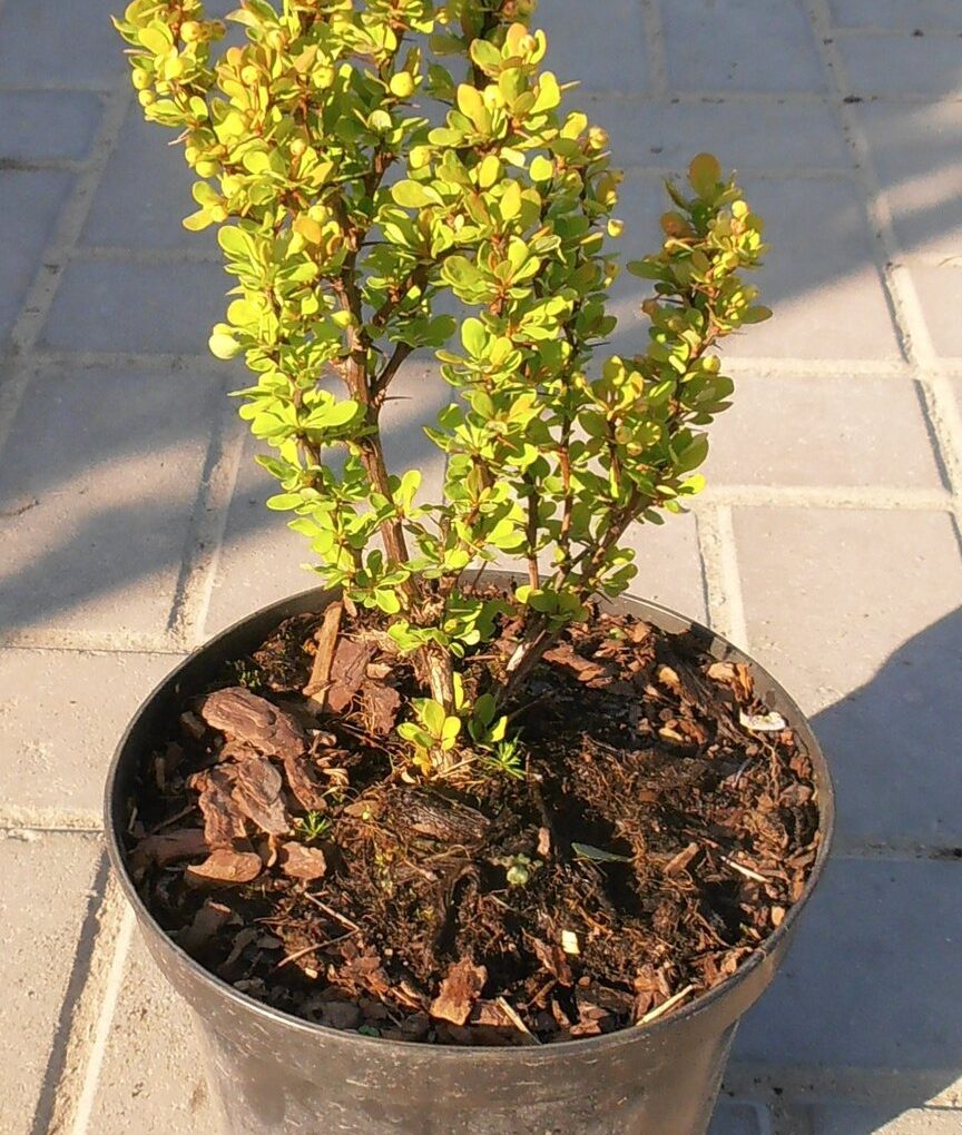 Berberis thunbergii Golden Rocket (Golden Rocket Barberry)