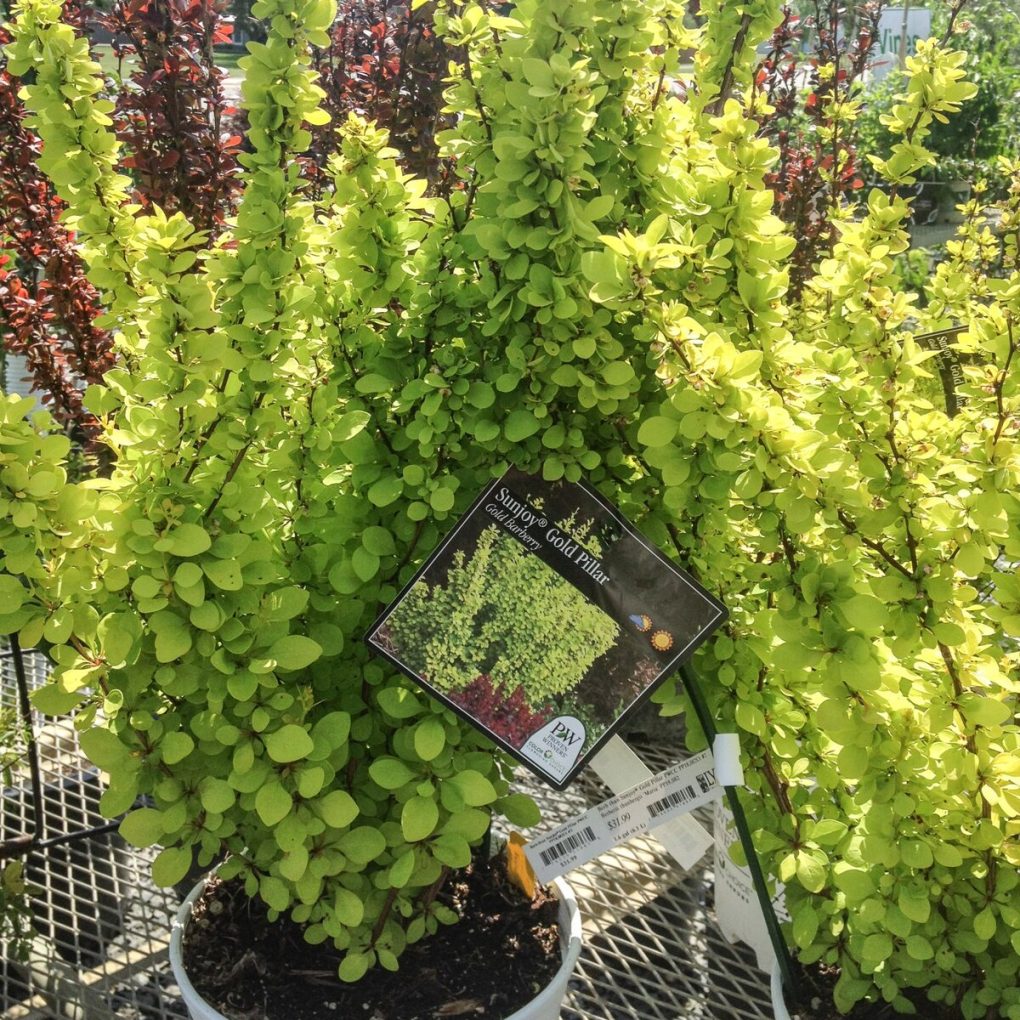 Berberis thunbergii 'Sunjoy Gold Pillar'® (Sunjoy Gold Pillar Barberry)