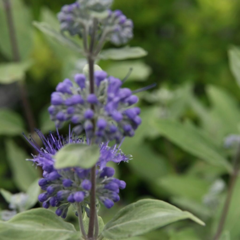 Caryopteris x clandonensis Dark Knight (Dark Knight Caryopteris)