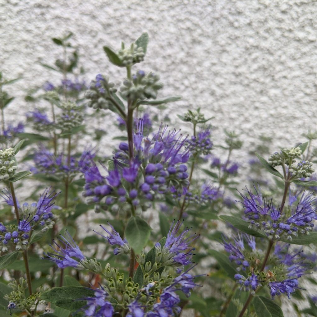 Caryopteris x. Blue Mist (Blue Mist Caryopteris)