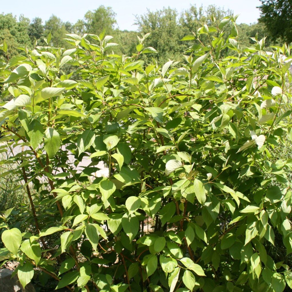 Cornus sericea Baileyi (Bailey Red-twigged Dogwood)
