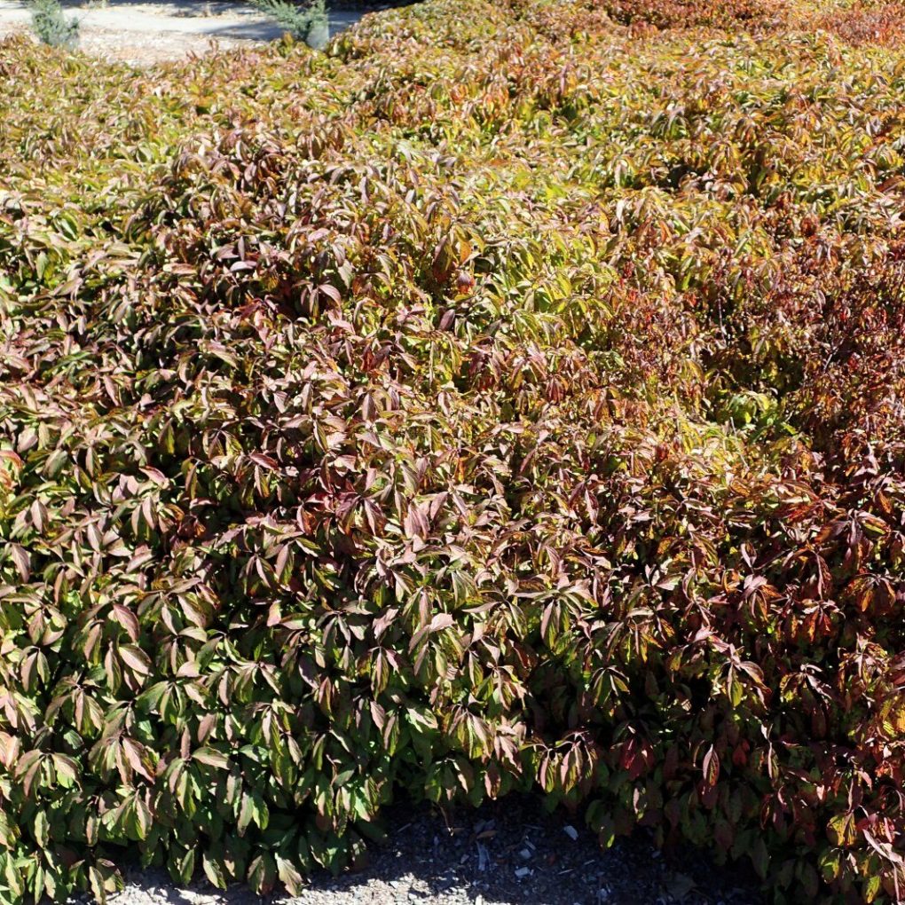 Cornus sericea Kelseyi (Kelsey dwarf Dogwood)