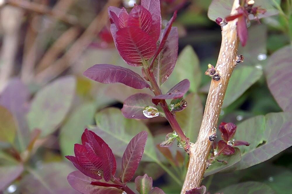 Cotinus coggygria 'Royal Purple'
