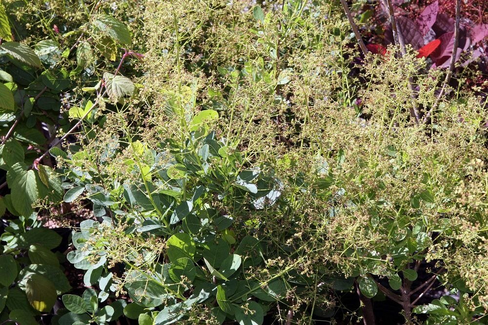 Cotinus coggygria 'Young Lady' Smokebush