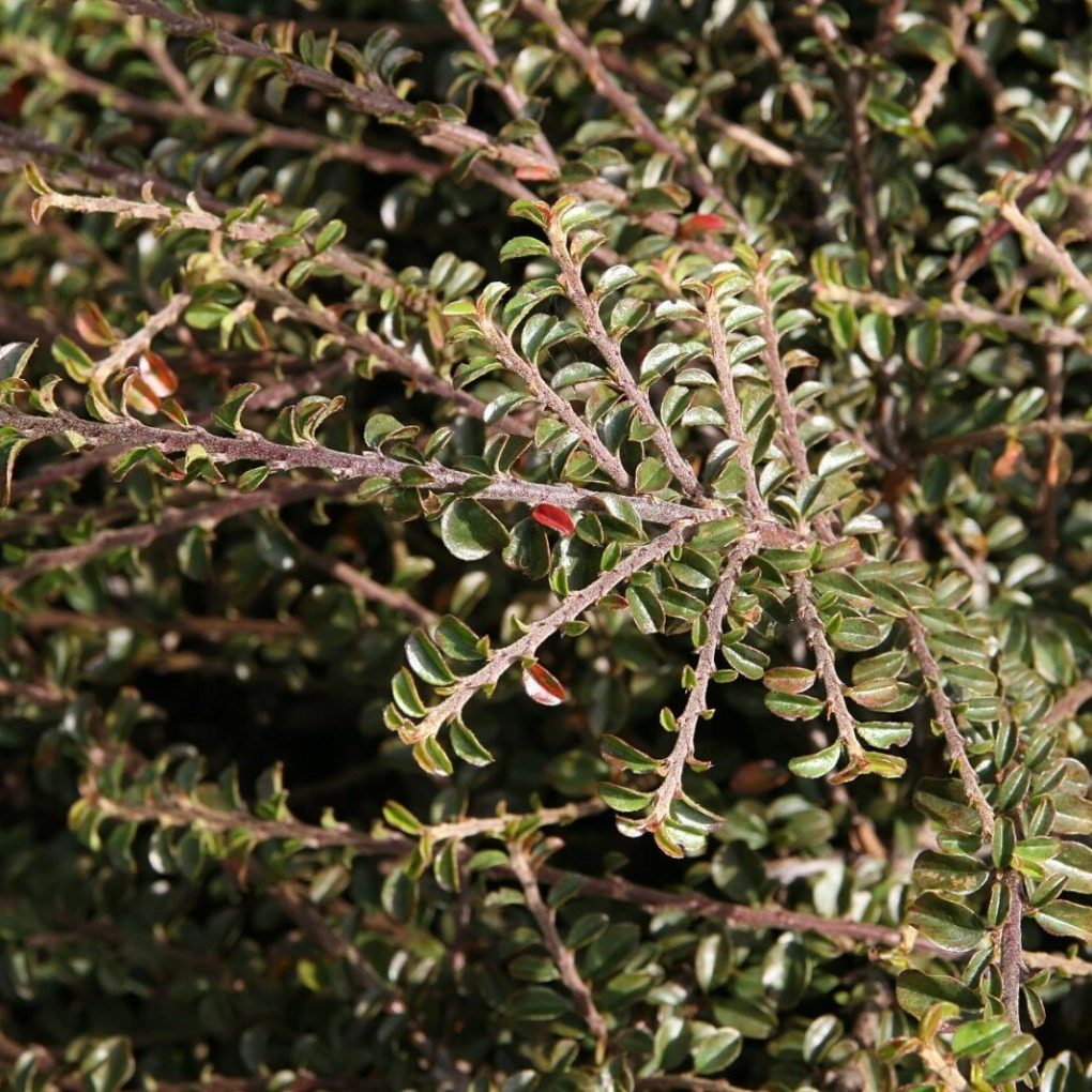 Cotoneaster a. Tom Thumb (Tom Thumb Cotoneaster)