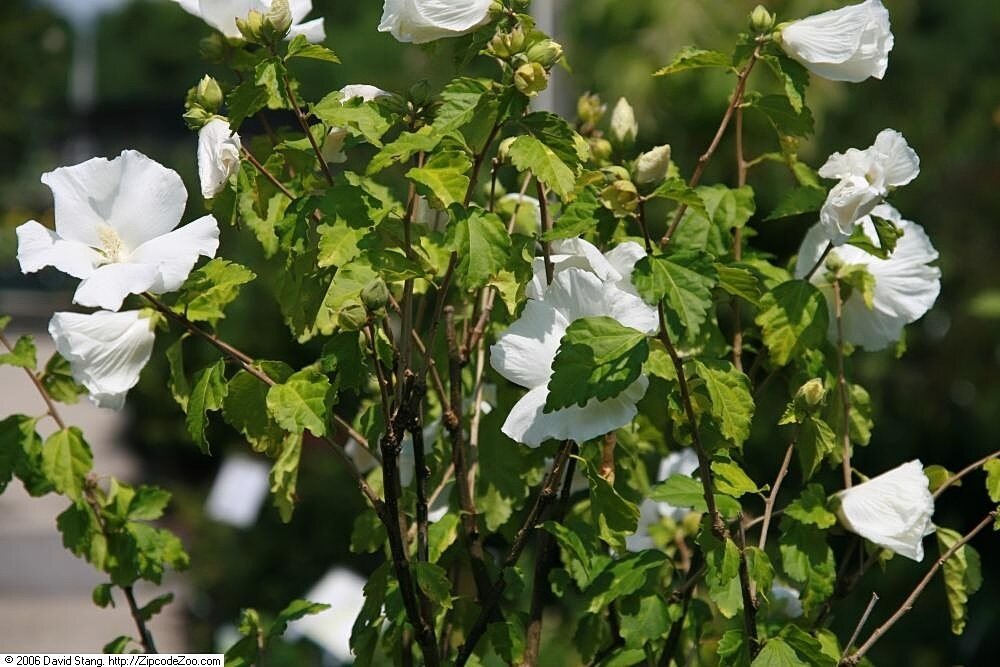 Hibiscus s. Diana (Diana Rose of Sharon Hibiscus)