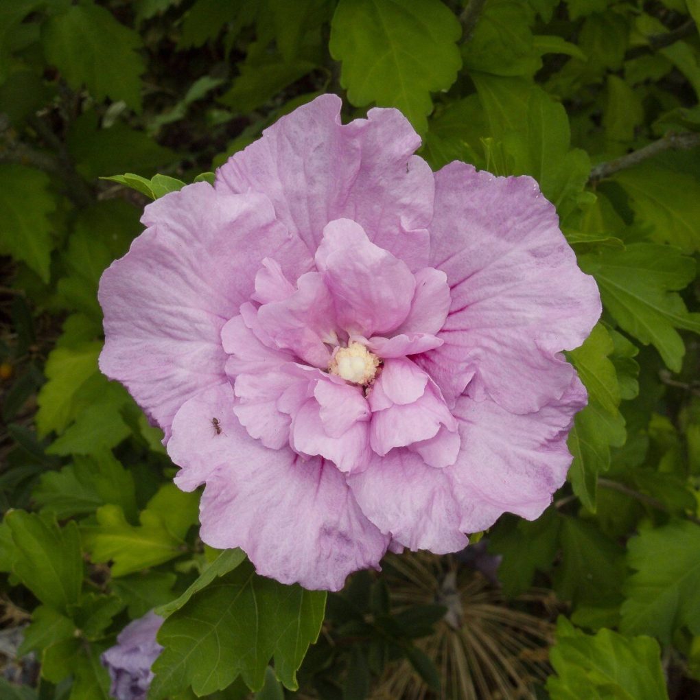 Hibiscus s. Lavender Chiffon (Lavender Chiffon Rose of Sharon Hibiscus)